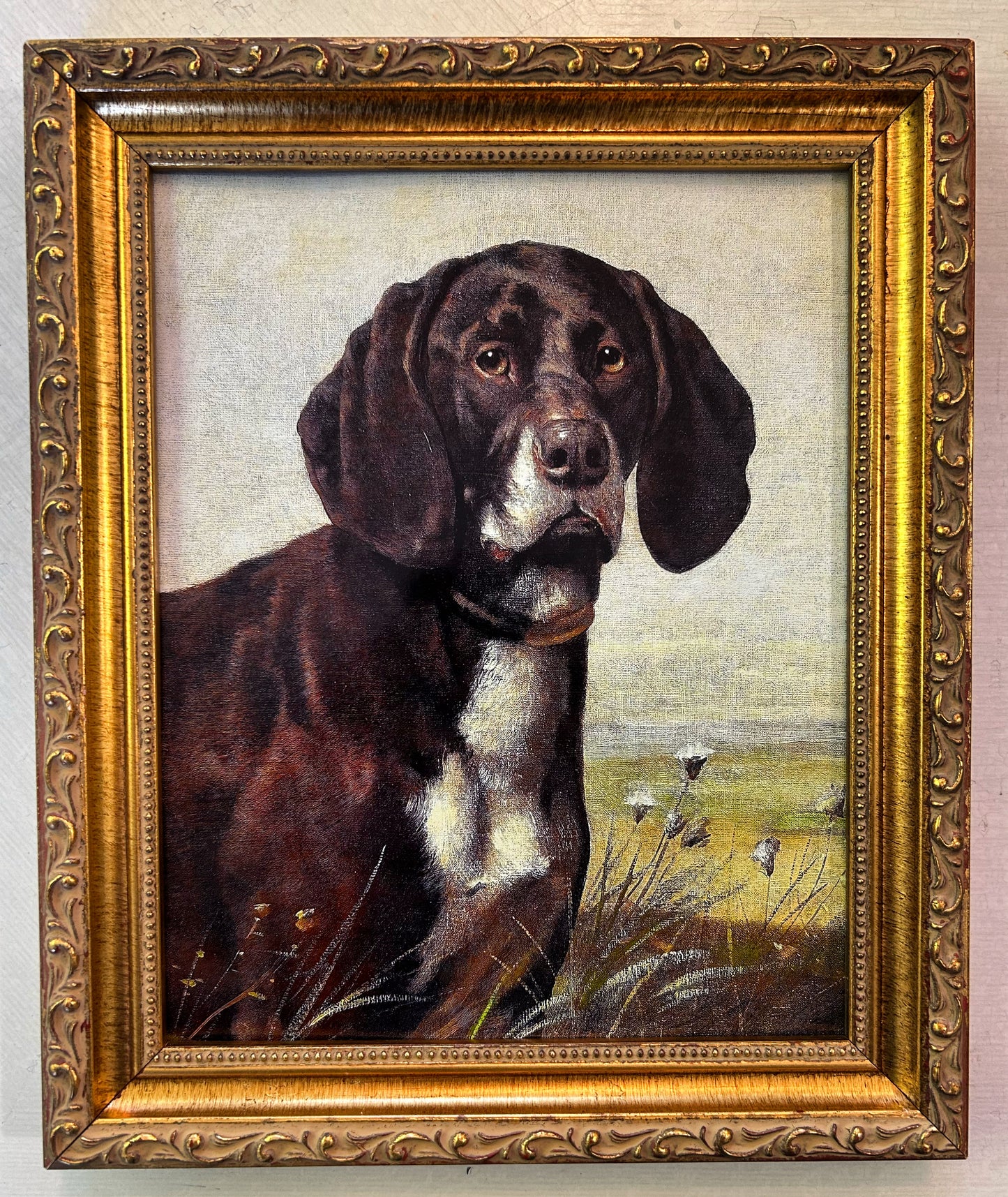 Black Labrador