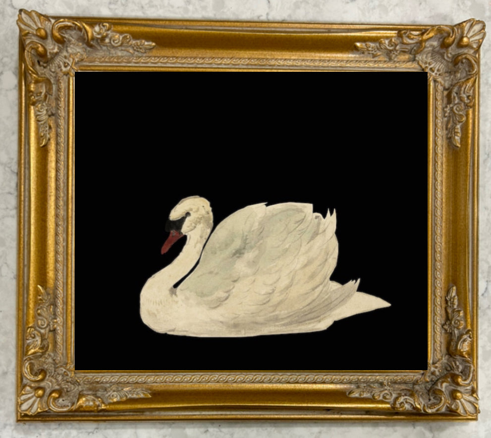 Dark Swan