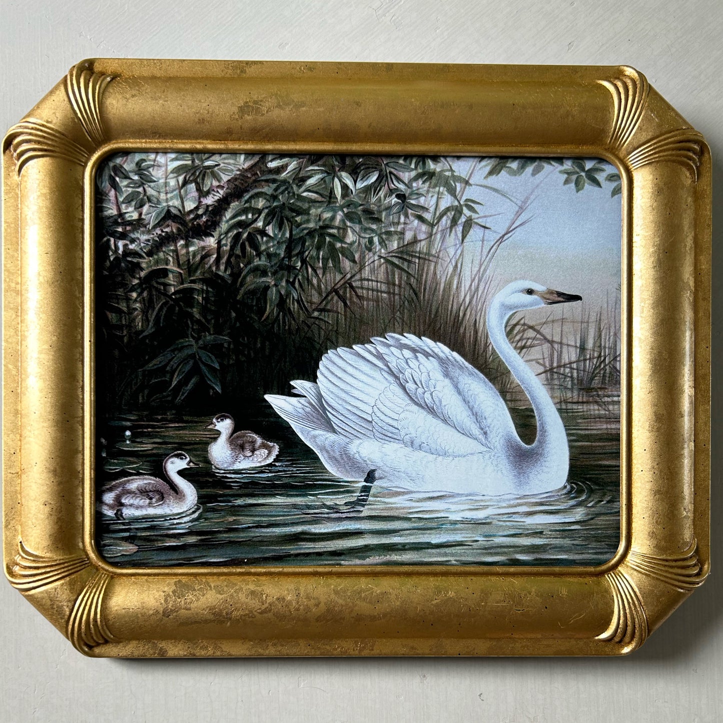Swans II