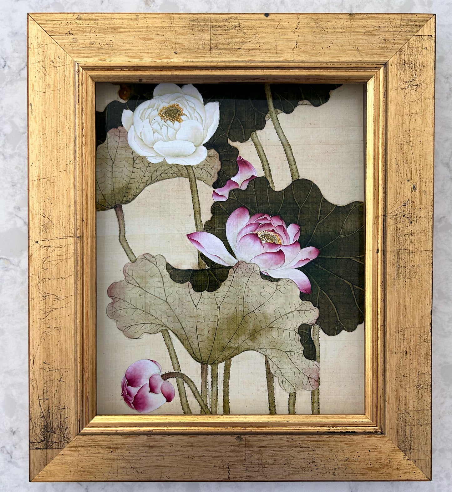Lotus Leaves