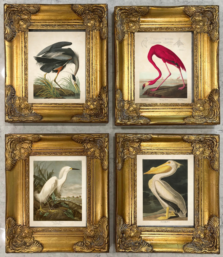 Audubons - Framed set of 4