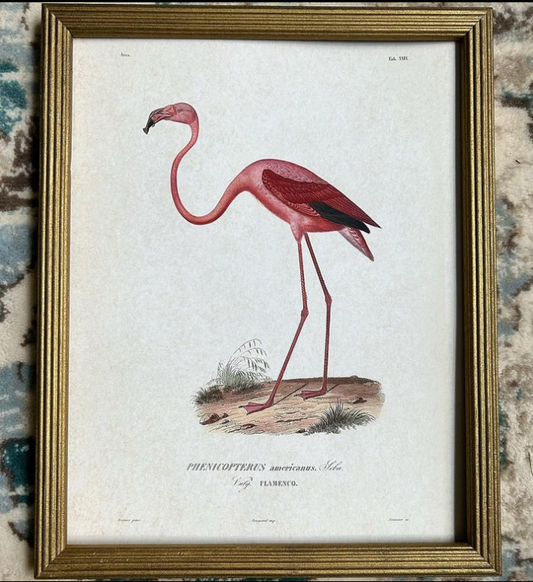 Vintage Framed Flamingo Print