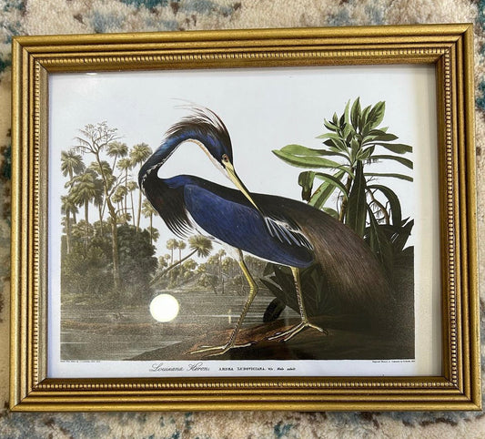 Blue Heron Audubon